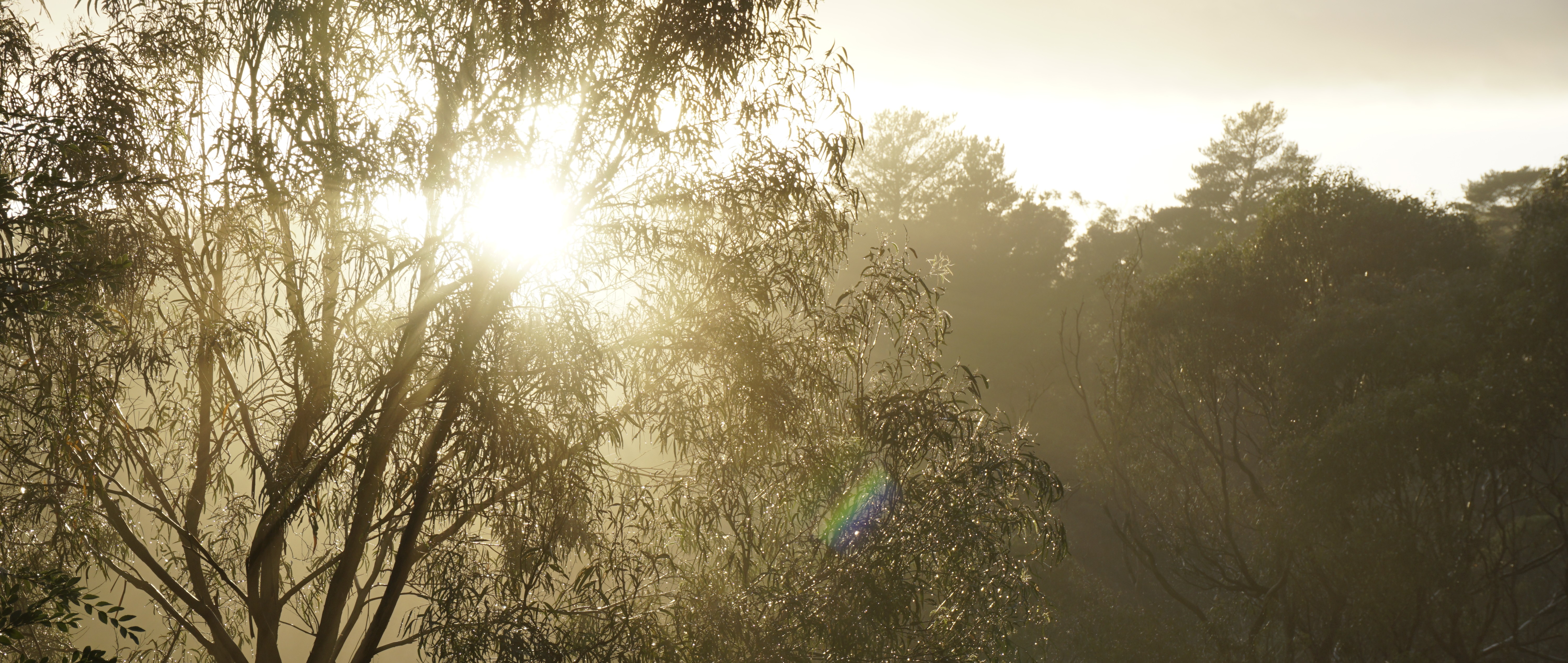 A photo of some trees in the morning light