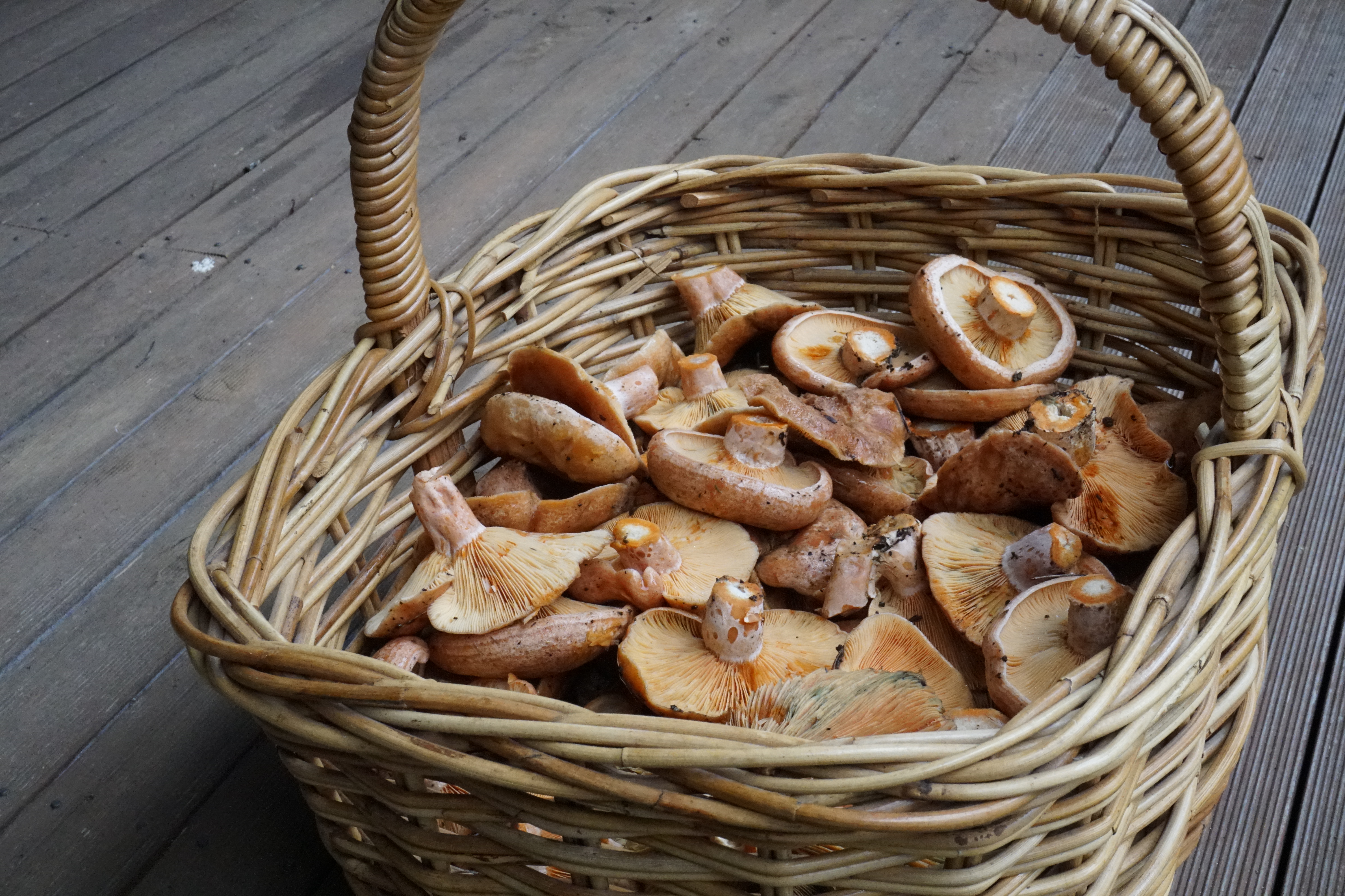 Some wild food we found recently!