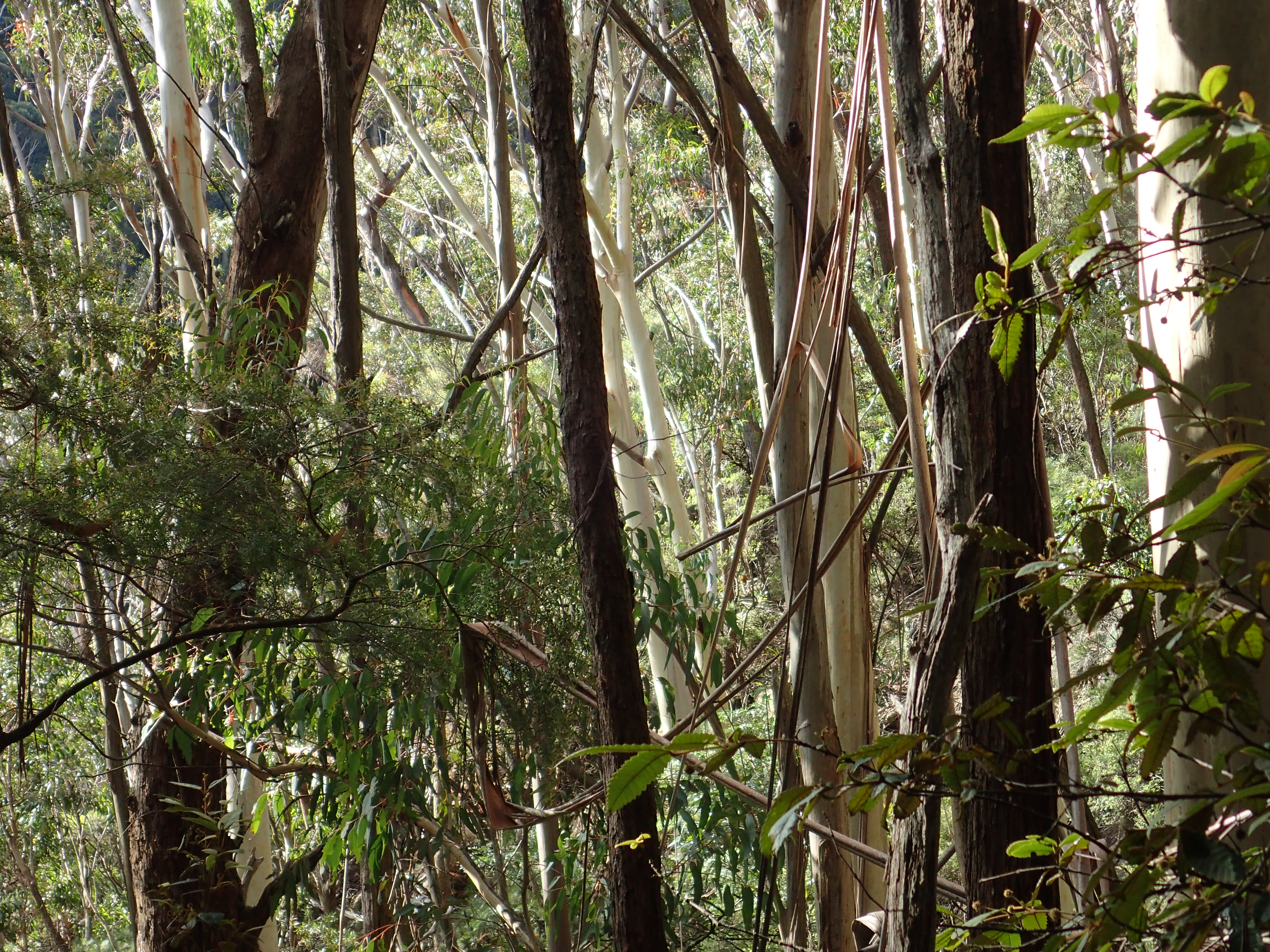 Some trees in the Blue Mountains