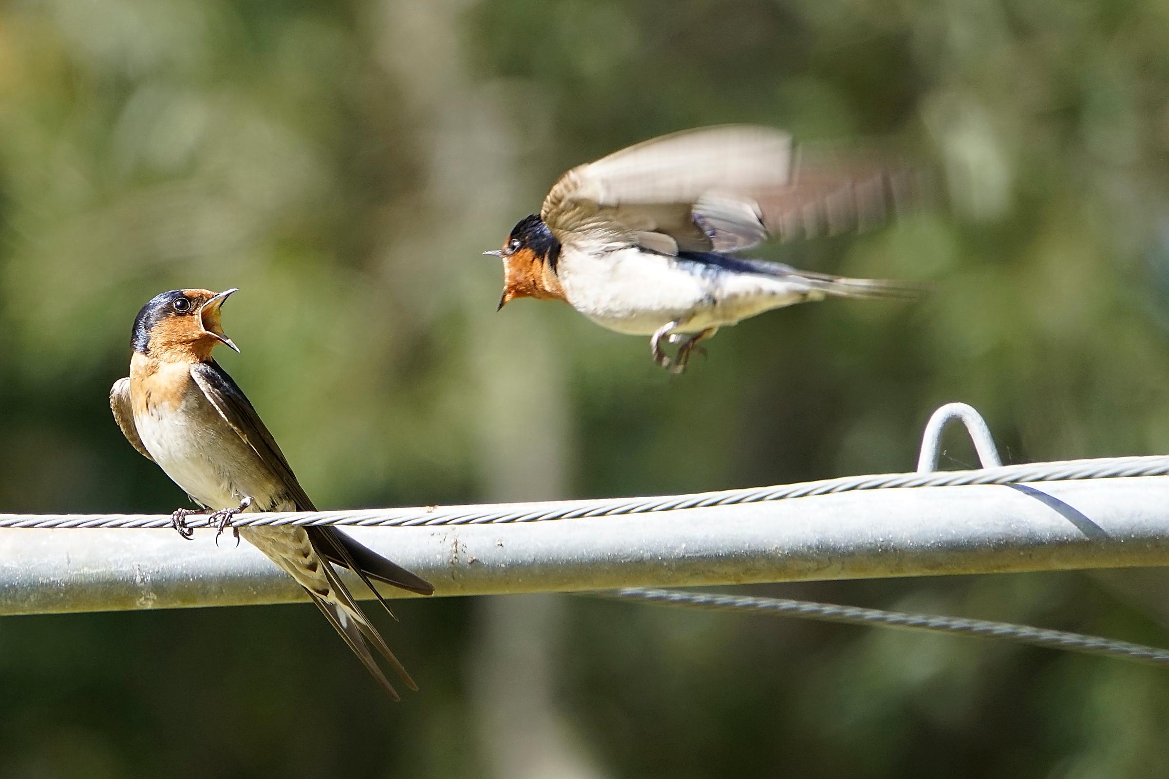 Swallows Jon Leighton
