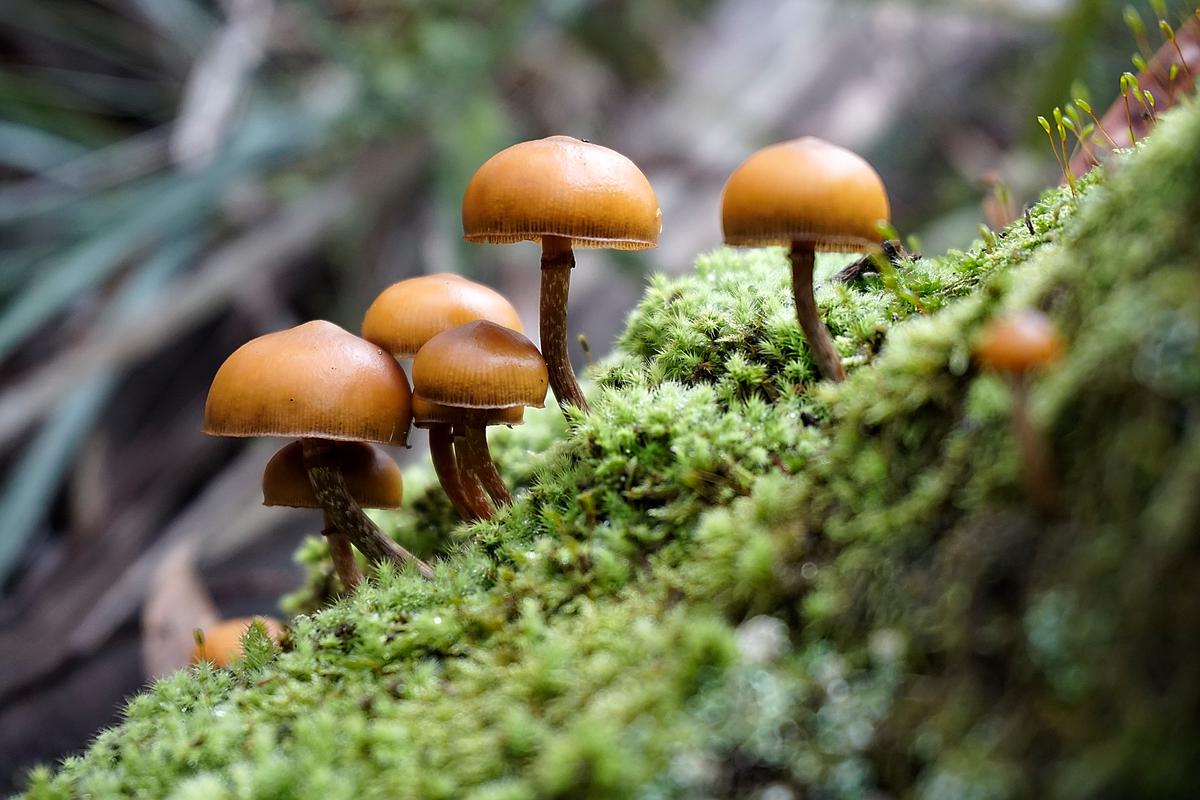 Galerina patagonica - Jon Leighton