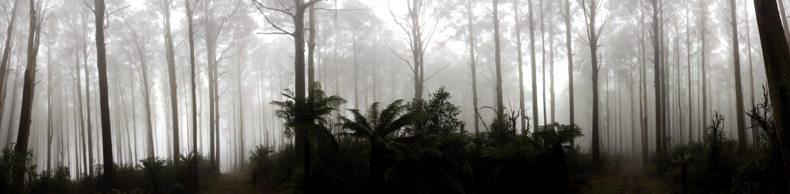 Misty paranorama of trees in the Yarra Ranges